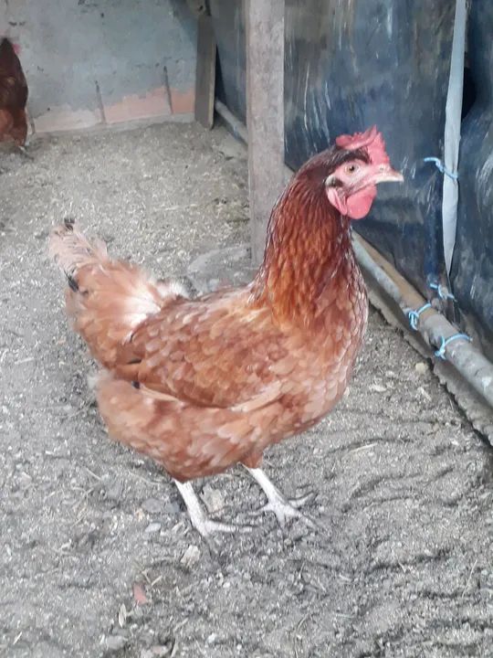 Galinha - Foto 2