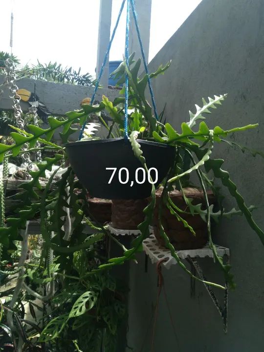 Planta ornamental com o vaso - Foto 2