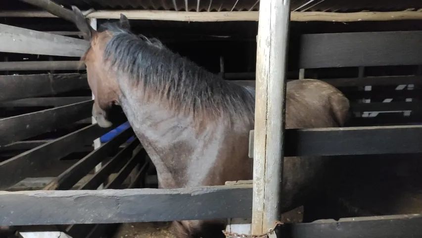 Égua Mangalarga - Foto 3