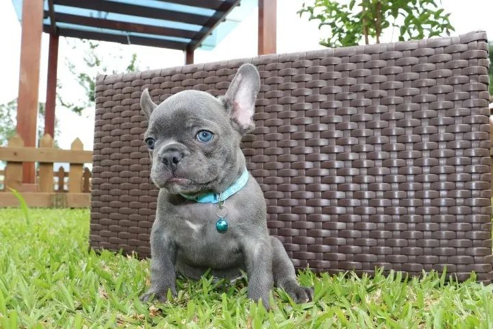 Bulldog frances de varias cores 