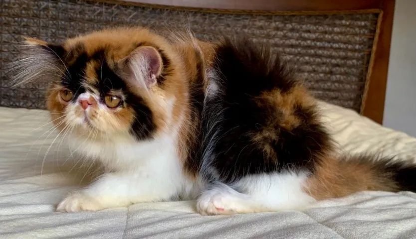 Top Show De Gata Persa filhote Feméa tricolor pelo longo extremada,C/79 Dias Super Linda. - Foto 5