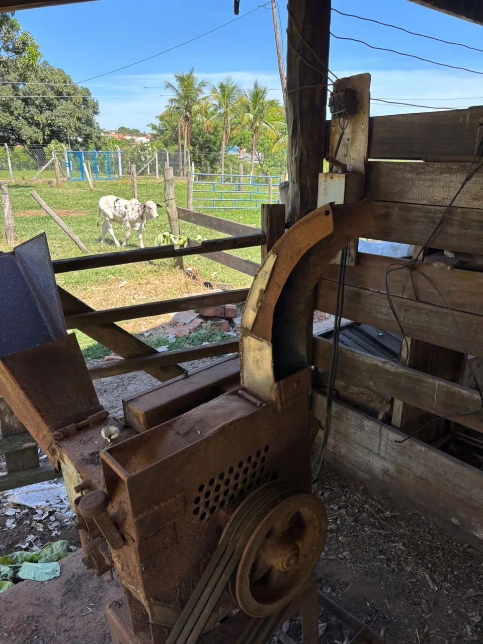 Picadeira de milho e cana Nogueira n° 3 + Trituradeira de cana Nogueira - Foto 5