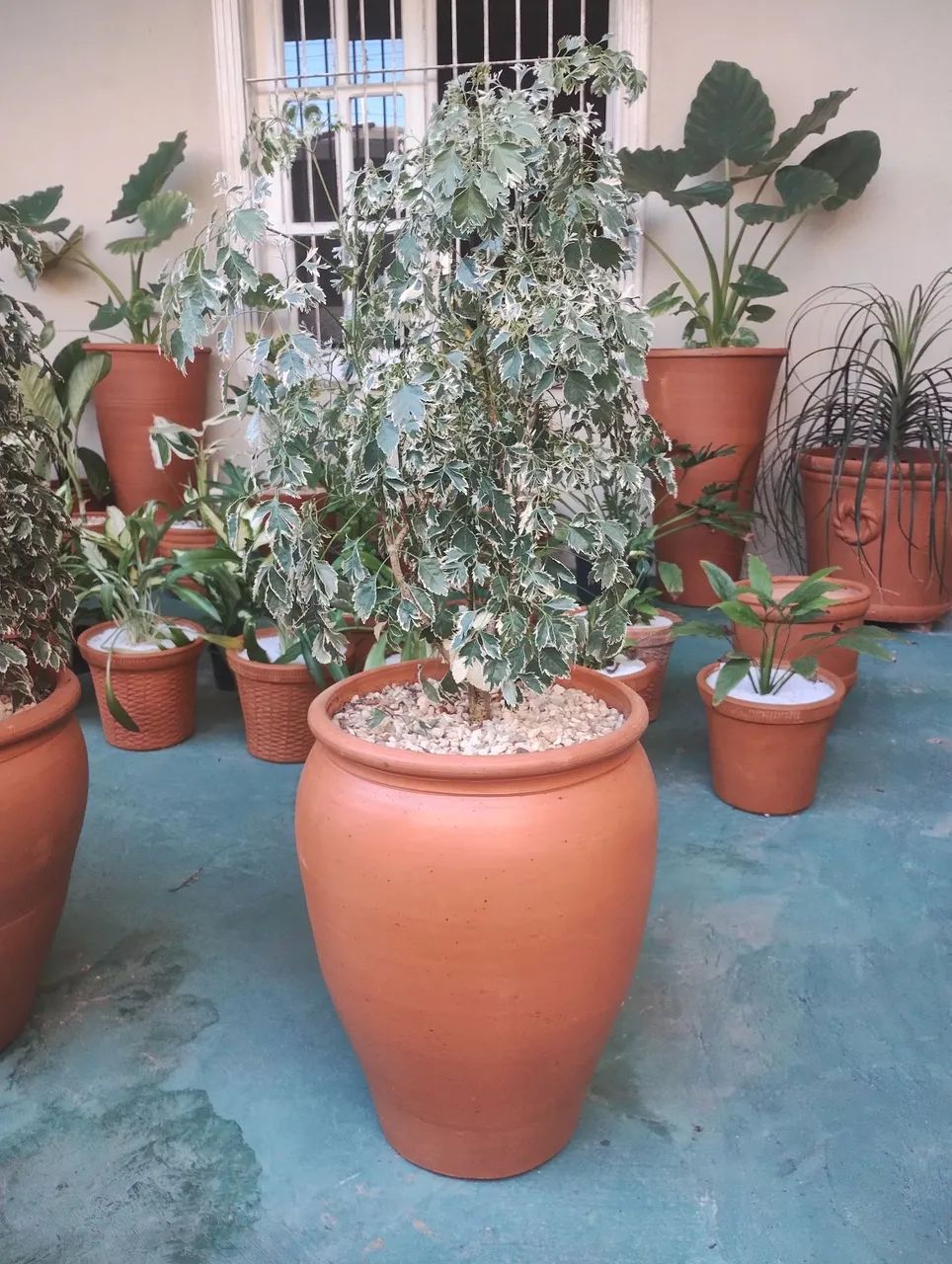 Planta de vaso em cerâmica - Foto 3