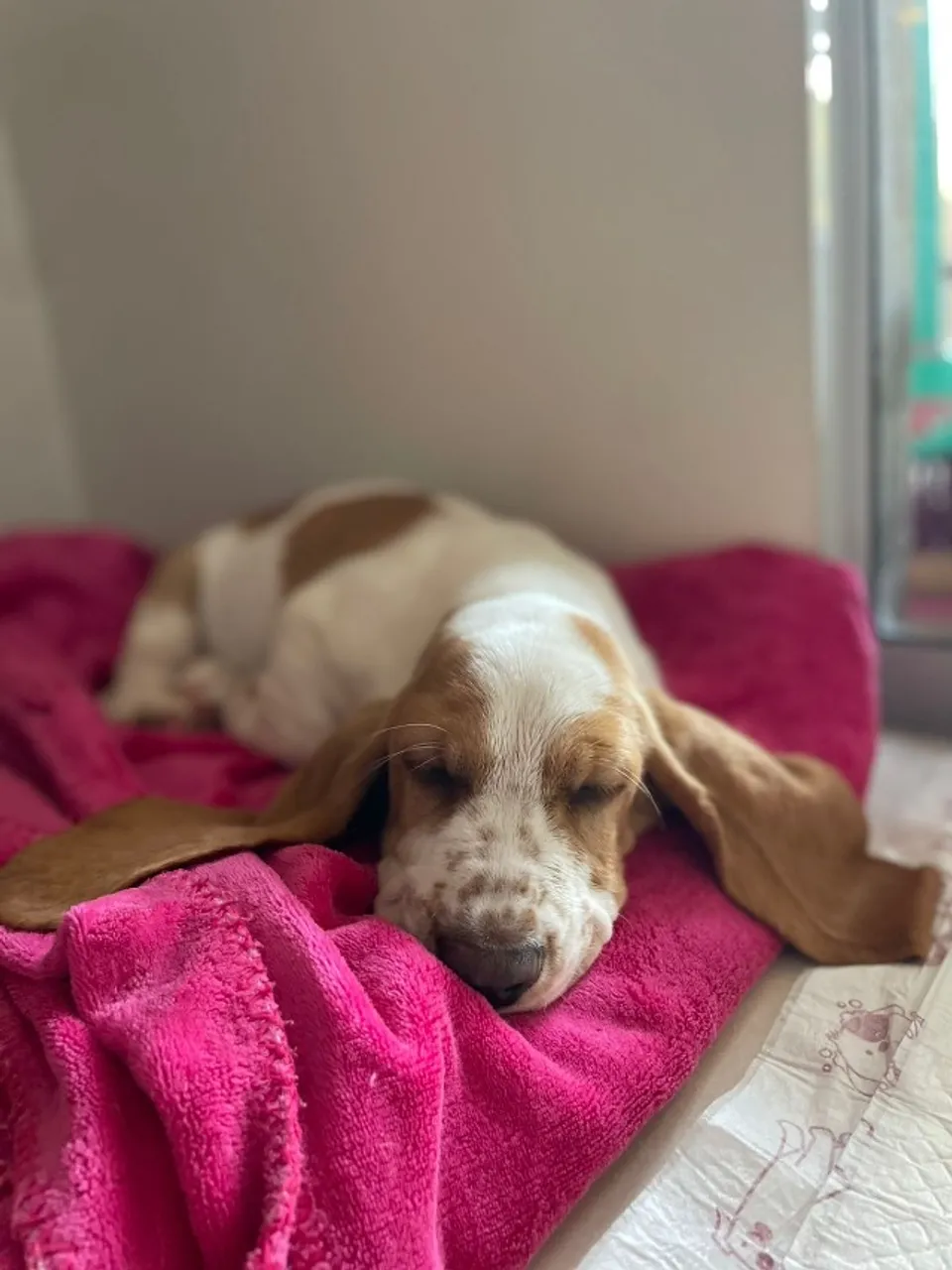 Filhote de basset haund