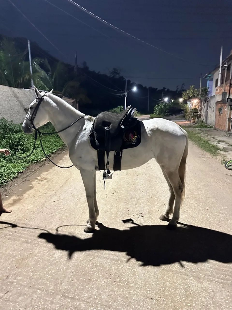 Égua genuína de marcha picada  - Foto 3