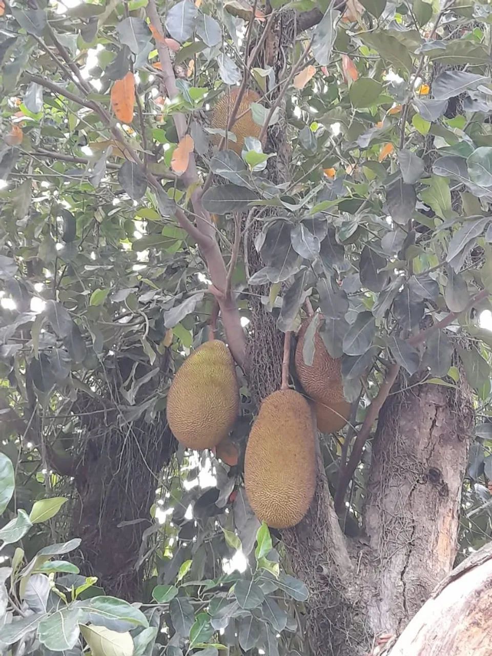 Vendo Mini Sítio em Seropédica - (Campo  Lindo) SOMENTE VENDA - Foto 6