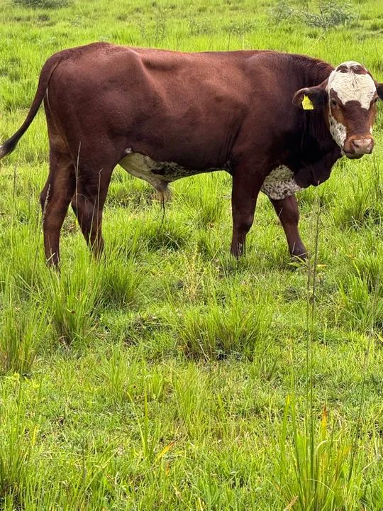 Vendo touro Braford - Foto 5