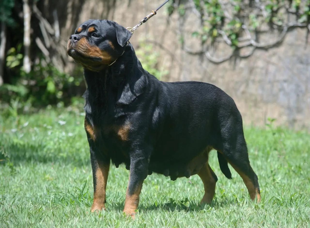 Filhote de rottweiler  - Foto 2