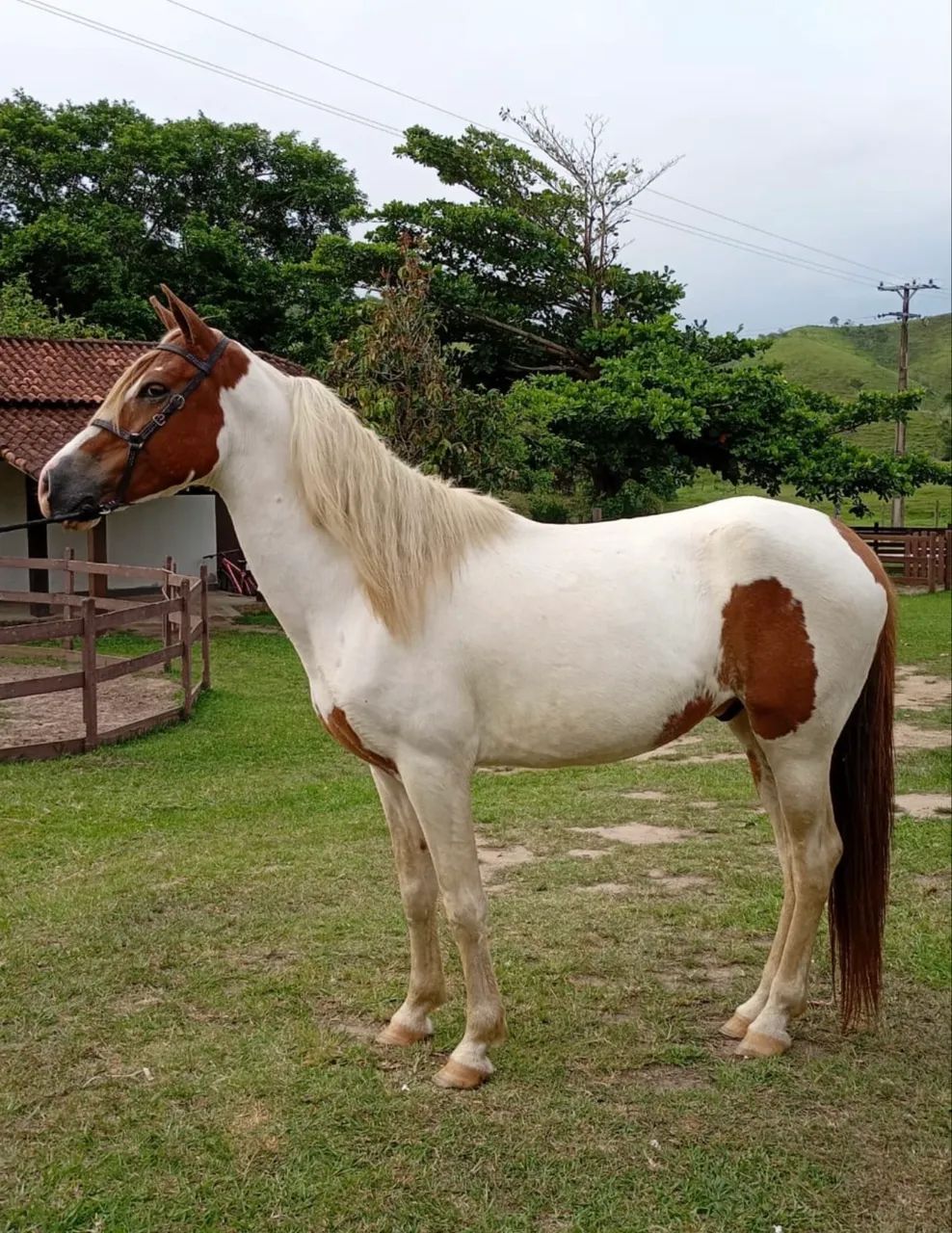 Cavalo castrado marcha batida - Foto 2