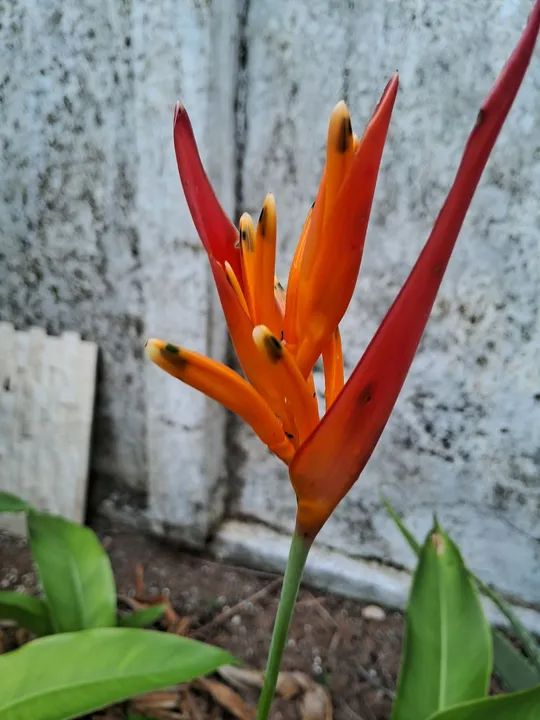 Vende-se mudas de helicônia bihai vermelha, alpinia v / a, papagaio v / a, - R$15 - Foto 4