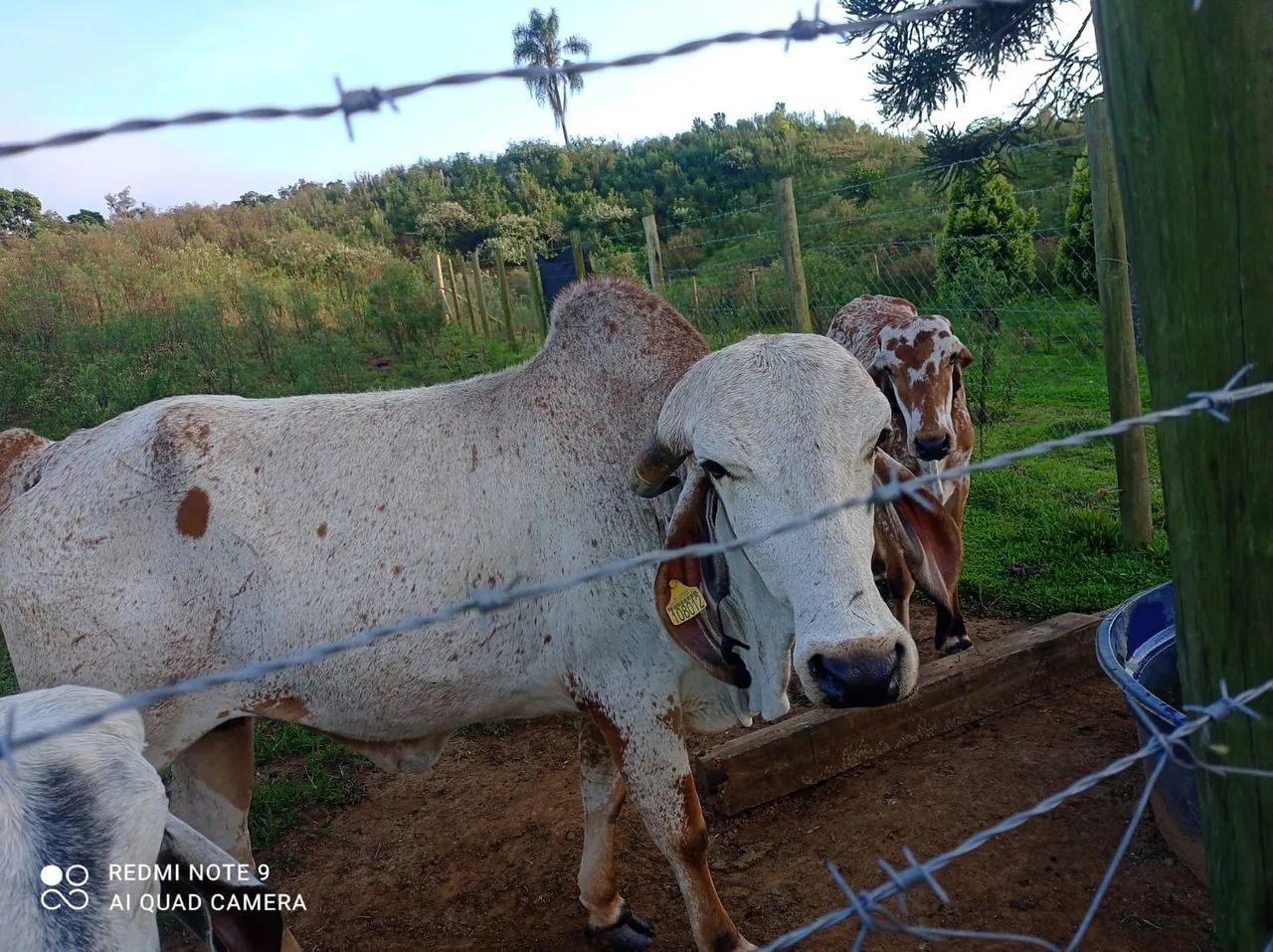 Vaca leiteira - raça Gir Leiteiro