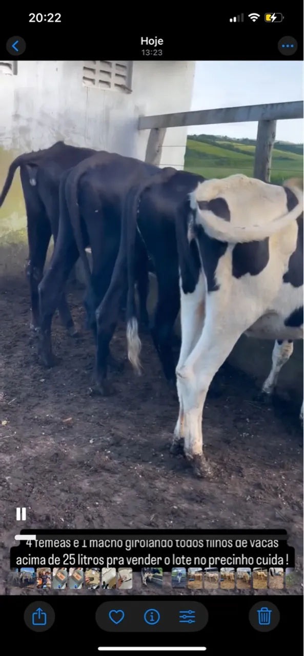 4 fêmeas leiteiras e 1 macho