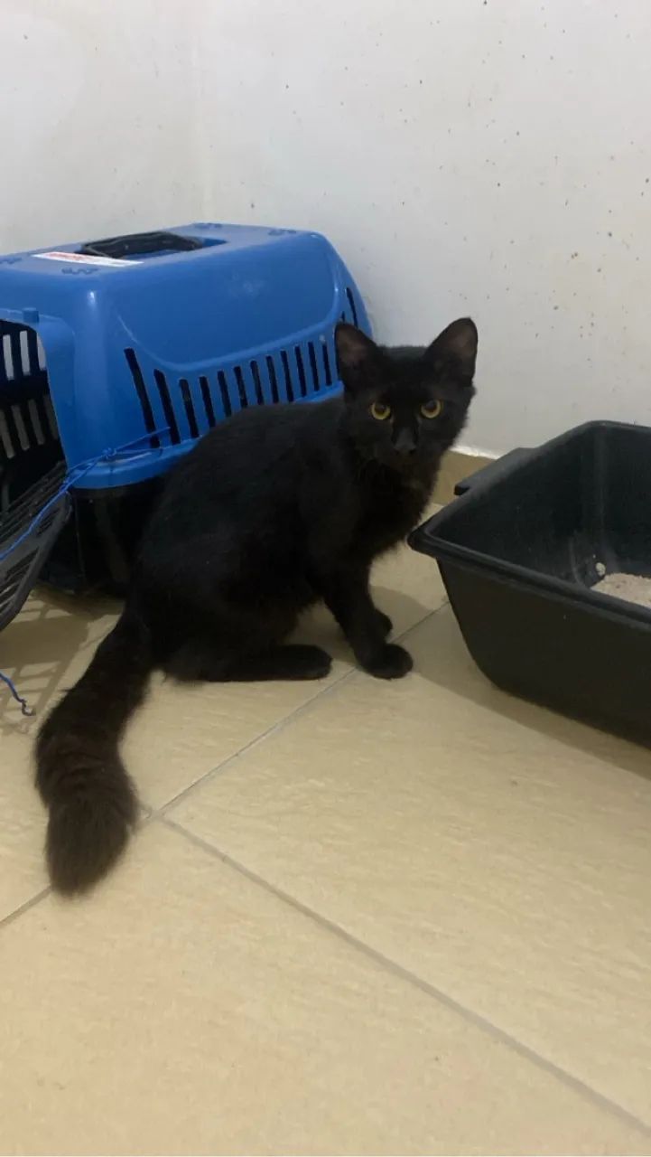 4 gatinhas lindas  - Foto 2