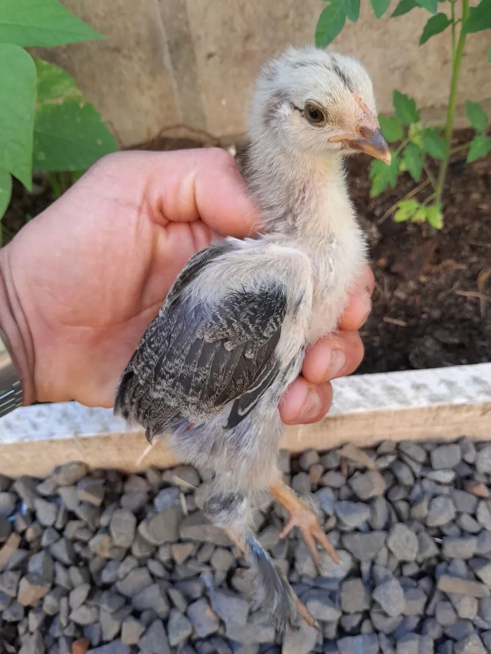 Pintinhos Brahma - Foto 2