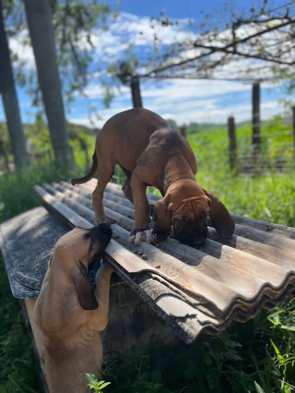 Filhote de fila brasileiro