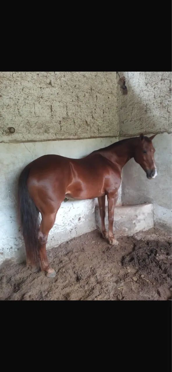 Vendo égua pura com documento  - Foto 2