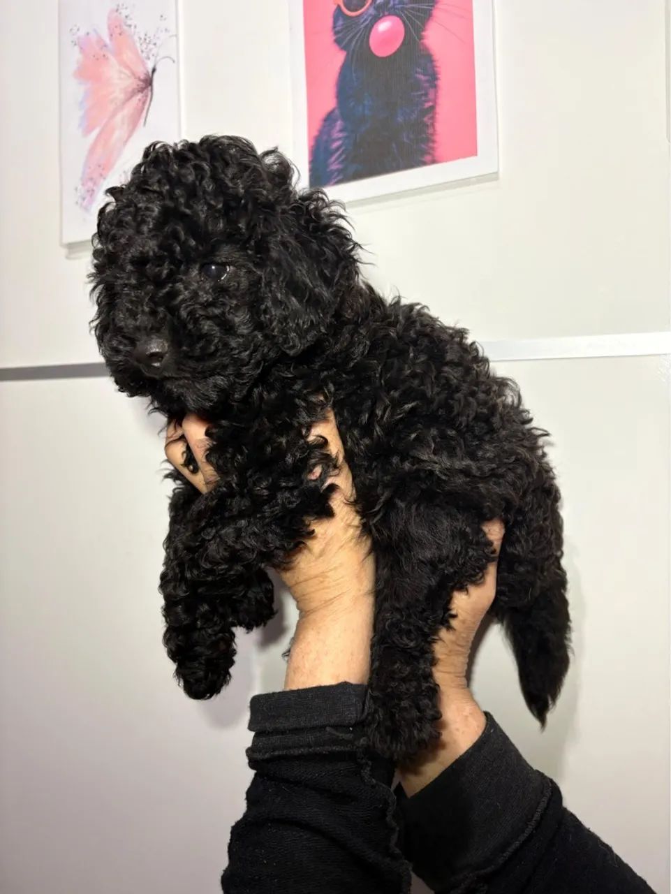 Poodle Black Macho  - Foto 2
