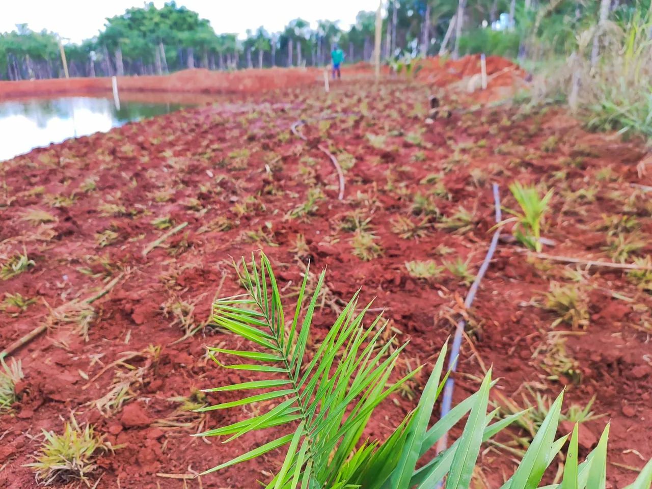 Gramas a partir de 6,99 ó m2 já plantado! - Foto 5