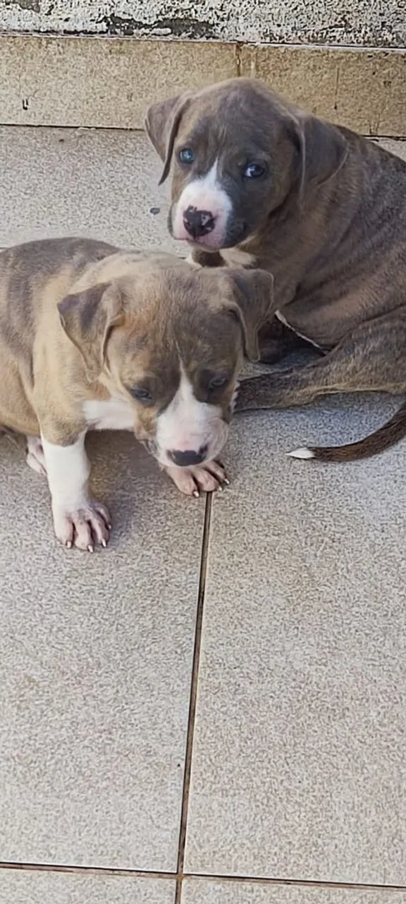 Filhotes de American Bully