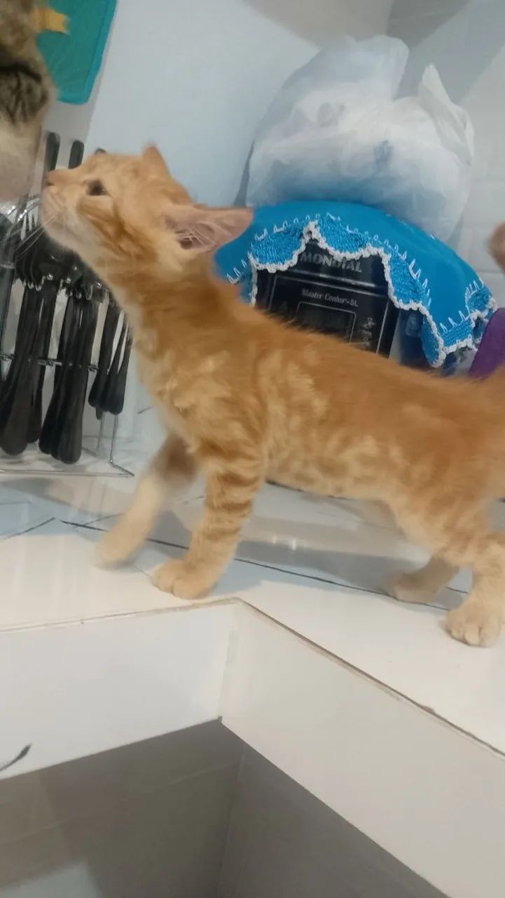 Gatinho fofo para adoção - Foto 2