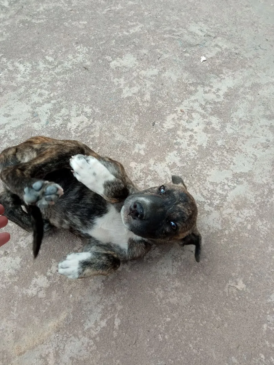 Filhote de cachorro brincalhão para adoção!