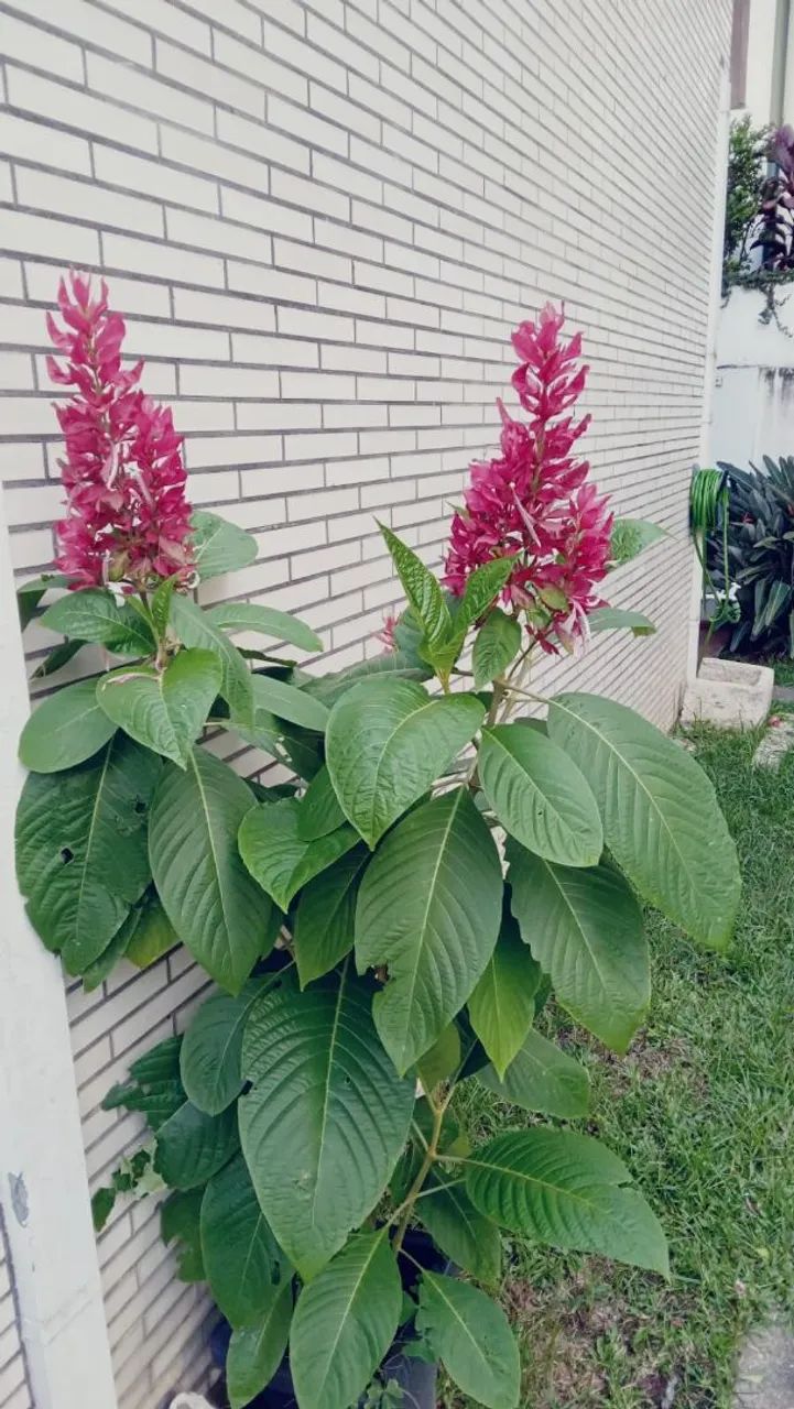 Planta de Jardim com Flores Vermelhas - Foto 3