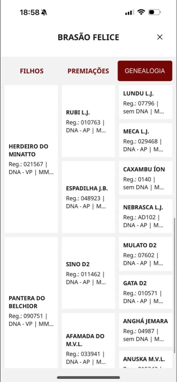 Cavalo Mangalarga Marcha Picada - Foto 5