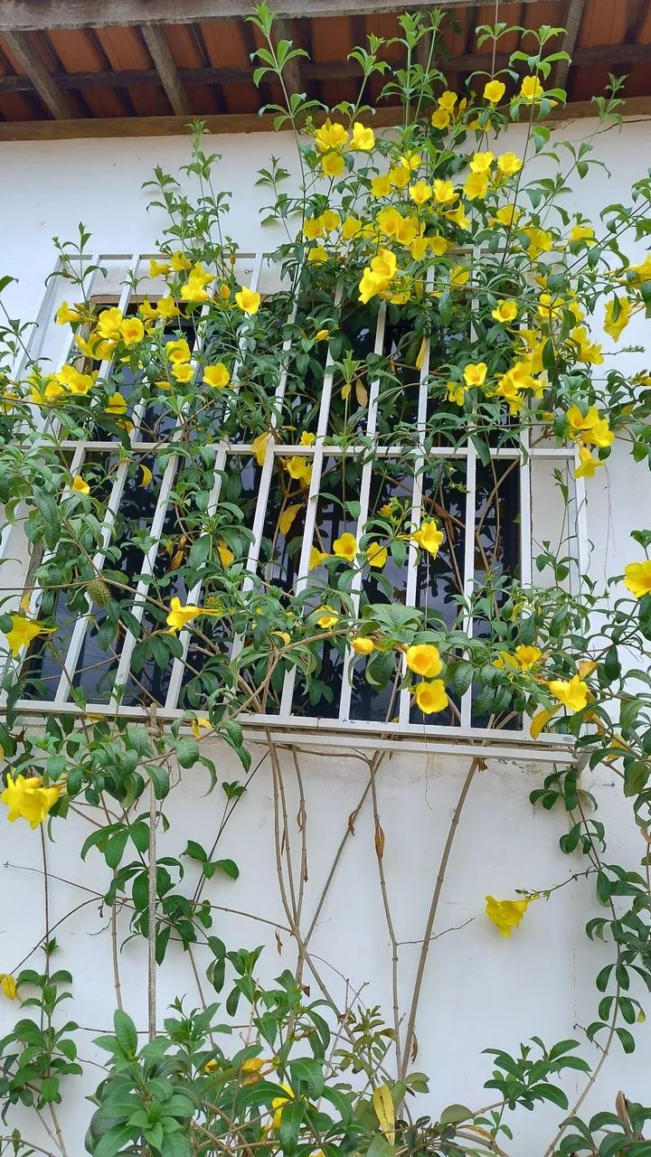 Sementes de Alamada - Foto 3