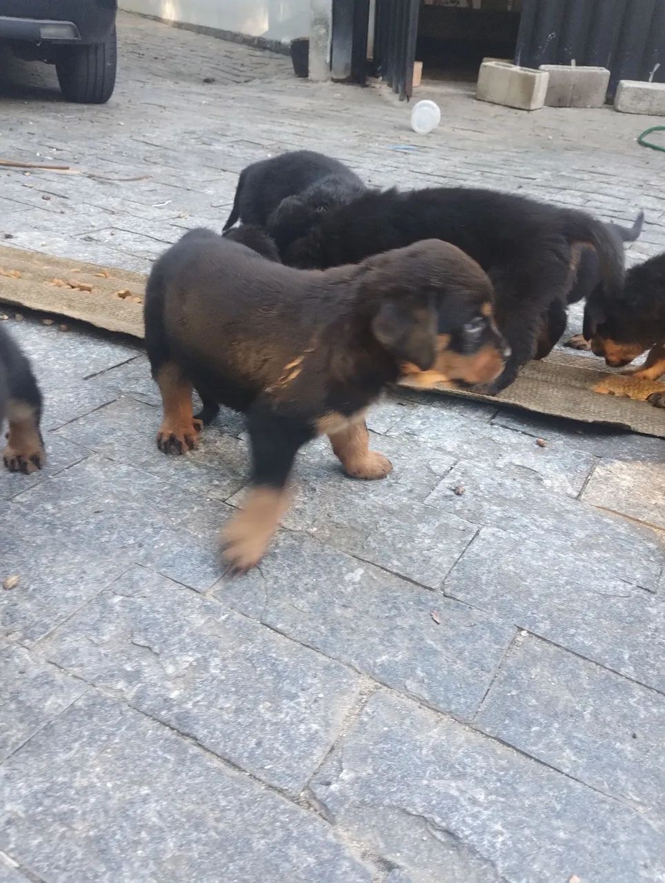 Filhotes Rottweiler Fêmea e Macho - Foto 3