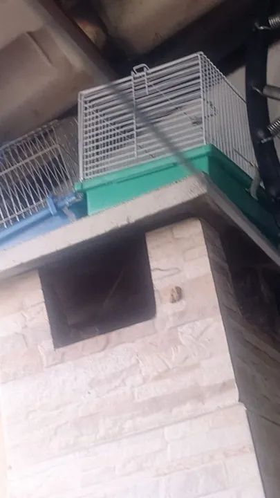 Gaiola para Hamster,cada uma um valor  - Foto 3