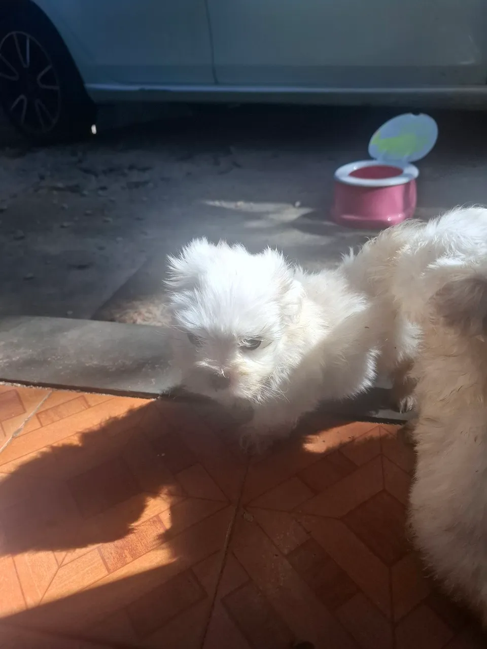 Filhote de Maltês fofo e brincalhão