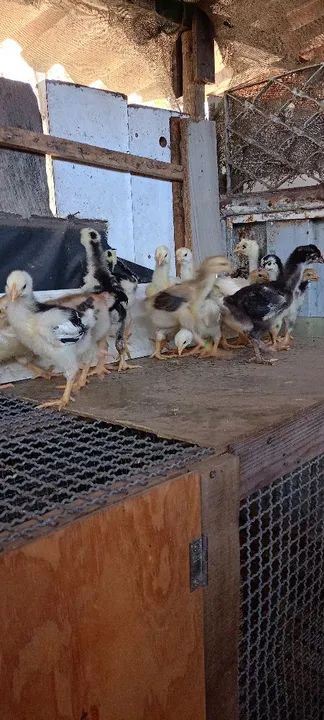 Pintinhos gsb  - Foto 3