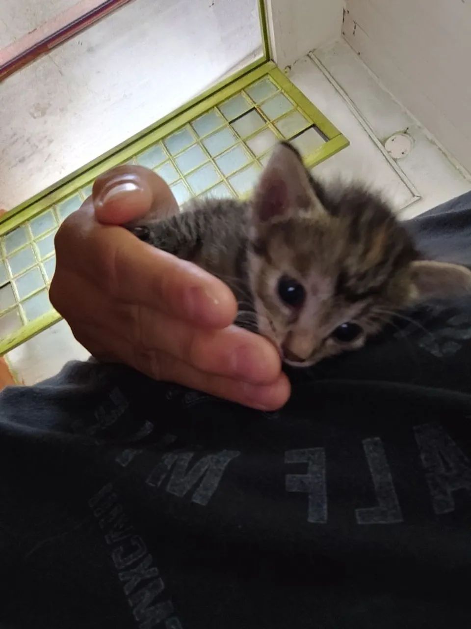 GATINHOS PARA ADOÇÃO  - Foto 4