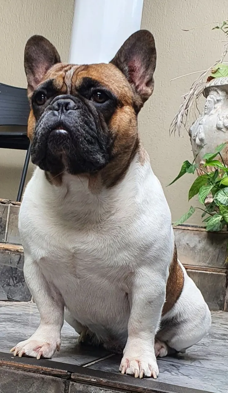BULLDOGUE FRANCÊS - COBERTURA