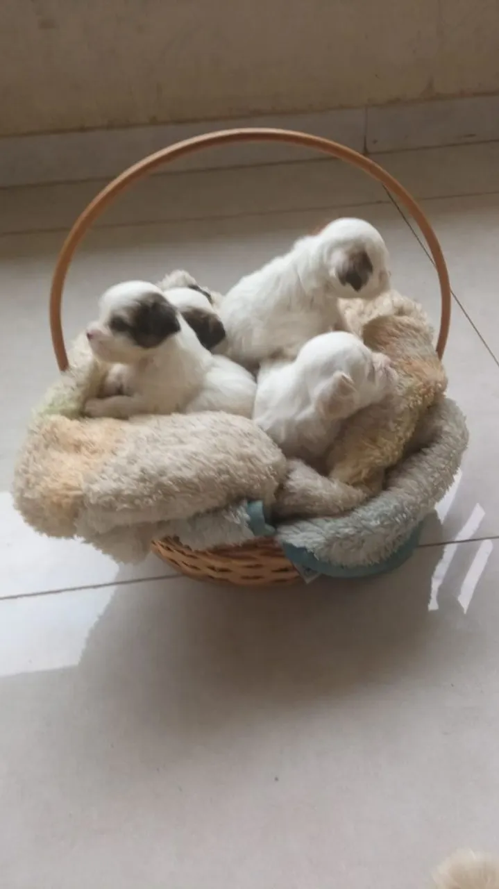 Lindos filhotes de cães shi tzu