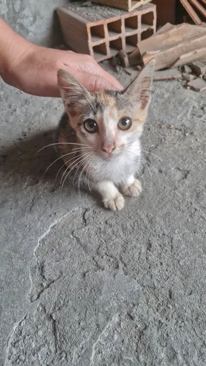 Gatinha para adoção  - Foto 5