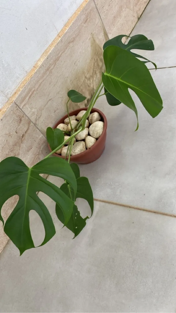 Costela de Adão - Muda de planta