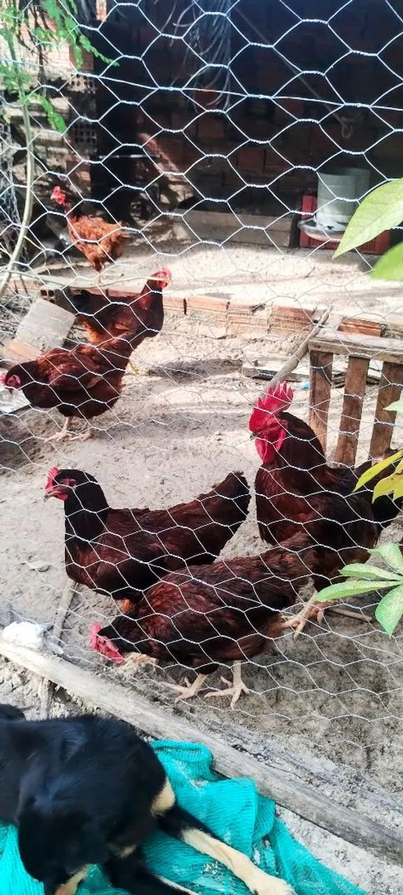 Lote com 10 pintinhos Rhode Island red  - Foto 2