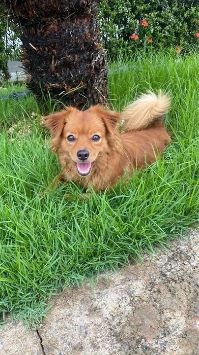 Cachorro Carinhoso para Adoção