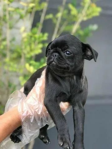 Pug Femea FIlhote O Companheiro Perfeito Está Aqui - Filhotes Premium com Garantia!