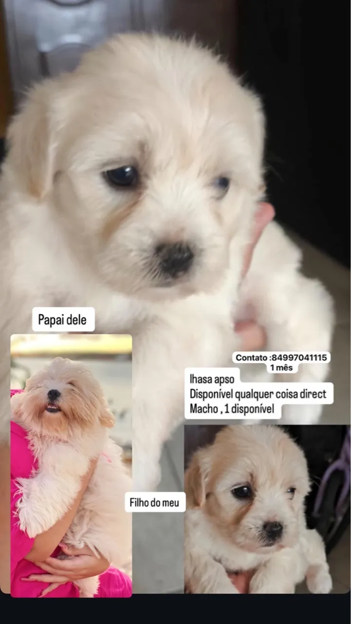 Ilhasa apso macho 1 disponível 