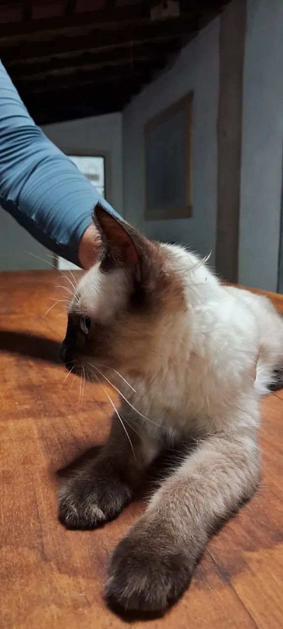 Gatinha para doação. - Foto 3