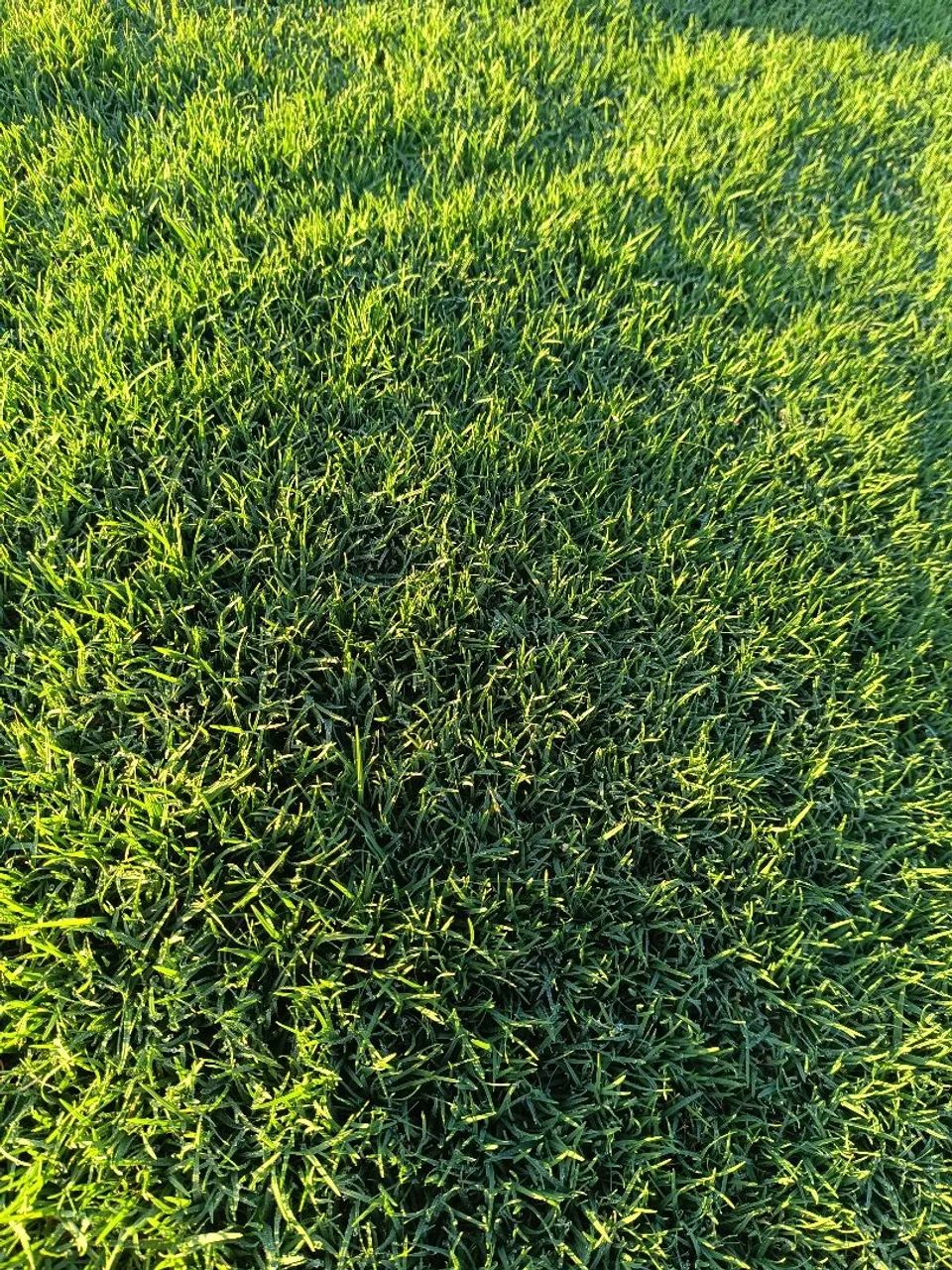 Império Grass! Gramas De Qualidade  - Foto 3