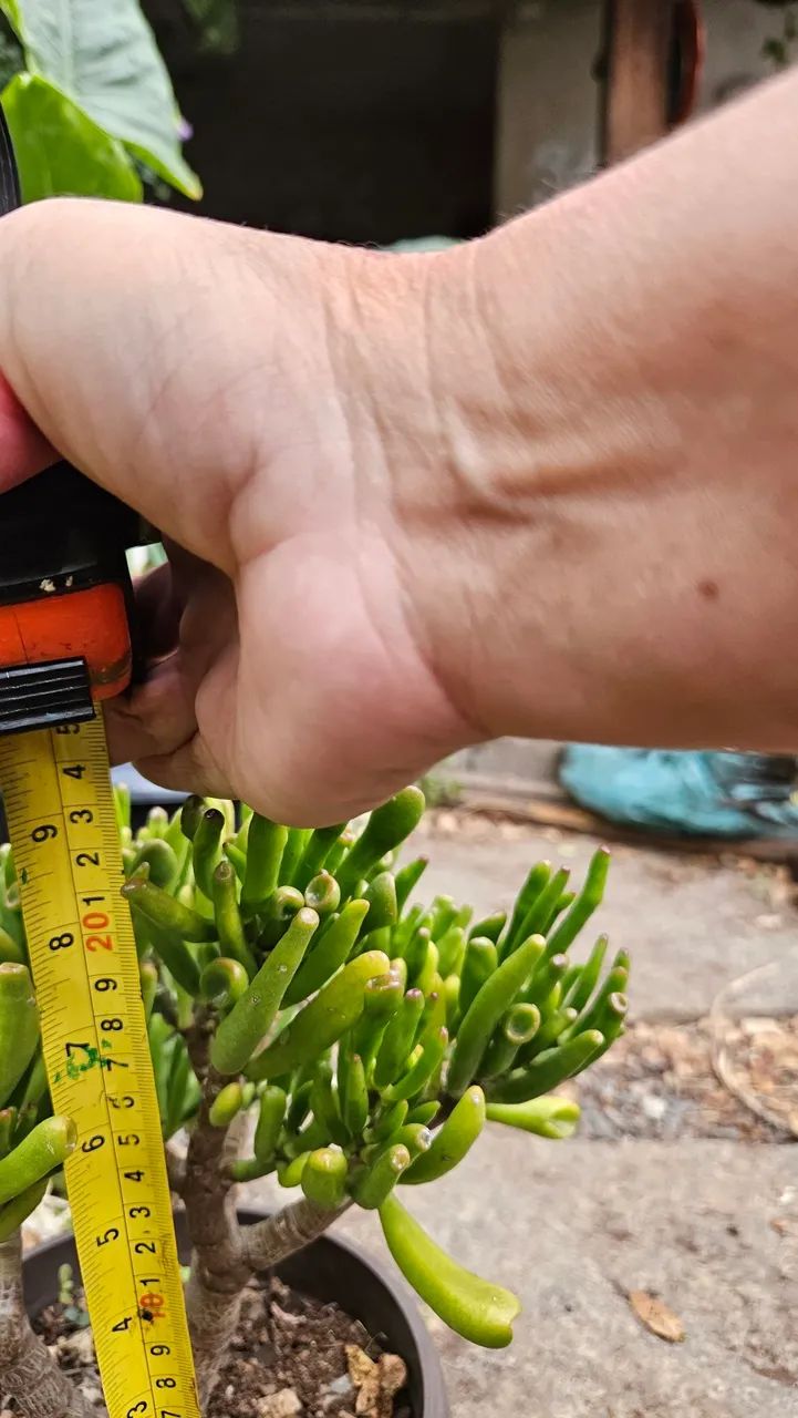 Suculentas raras - Foto 3