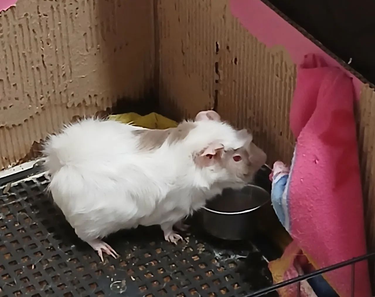 Doação porquinho da Índia  - Foto 3