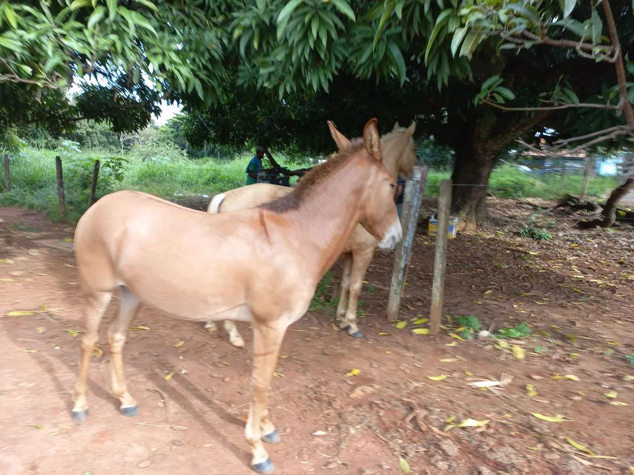 Mula  ( pai registrado) - Foto 2