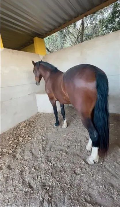 Cavalo para Doação - Foto 3