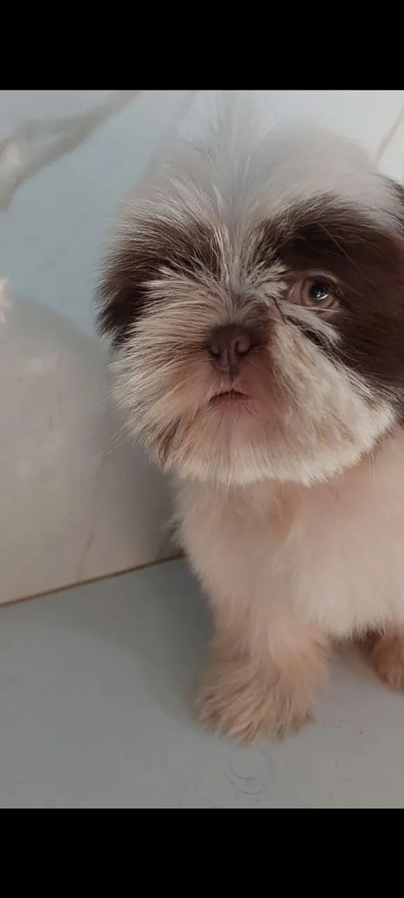 Filhote Shihtzu - Foto 2