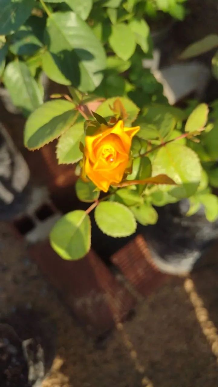 Roseira64310337556227121