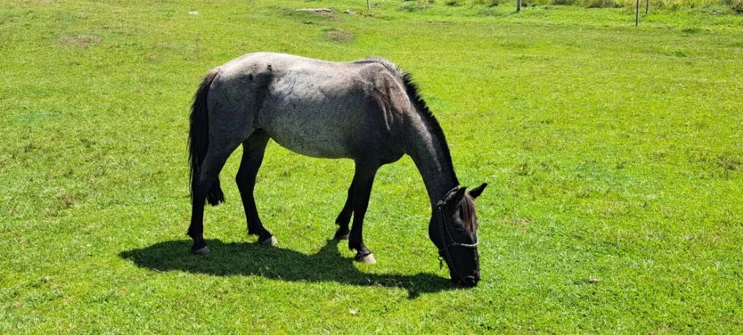 Rodeio da Vacaria !!! 02 Animais, sendo 01 égua Crioula Domada, pronta para o Laço !!! - Foto 3